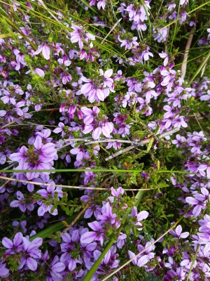 Lilac Bells